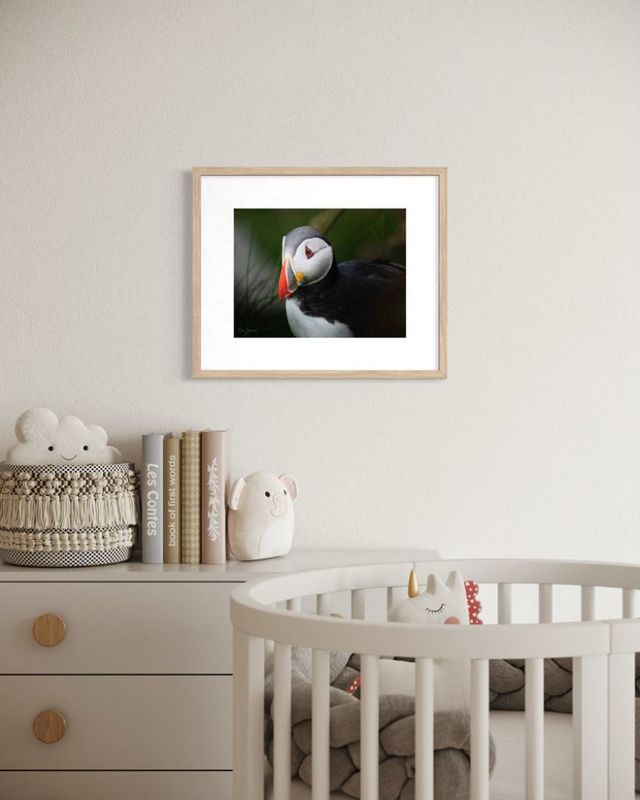 Lundeportrett - Fine Art matt print | Akrylglass